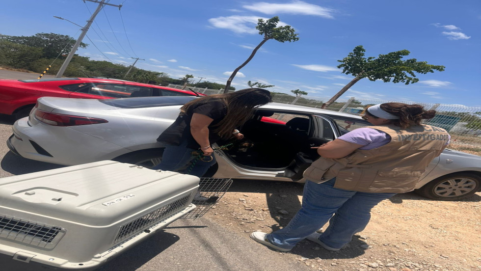 Fiscalía rescata a canina en situación de abandono en Chalmuch