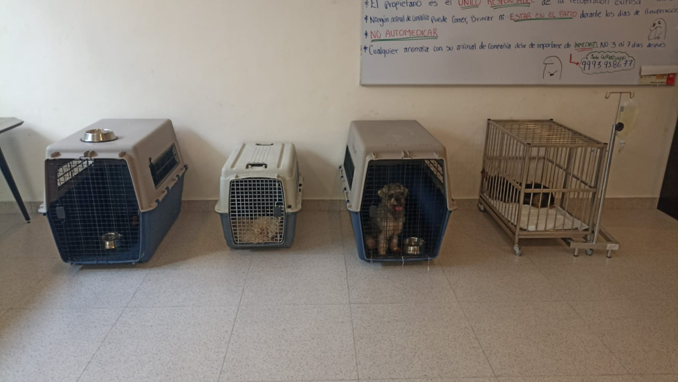 Rescatan a cuatro caninos en operativo por maltrato animal en ciudad caucel
